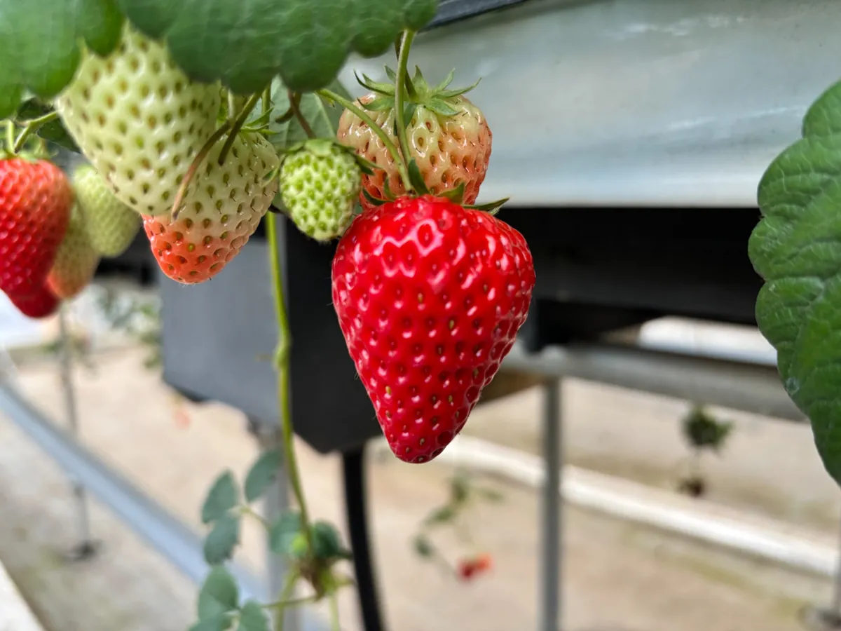 Tanakaen strawberry greenhouse