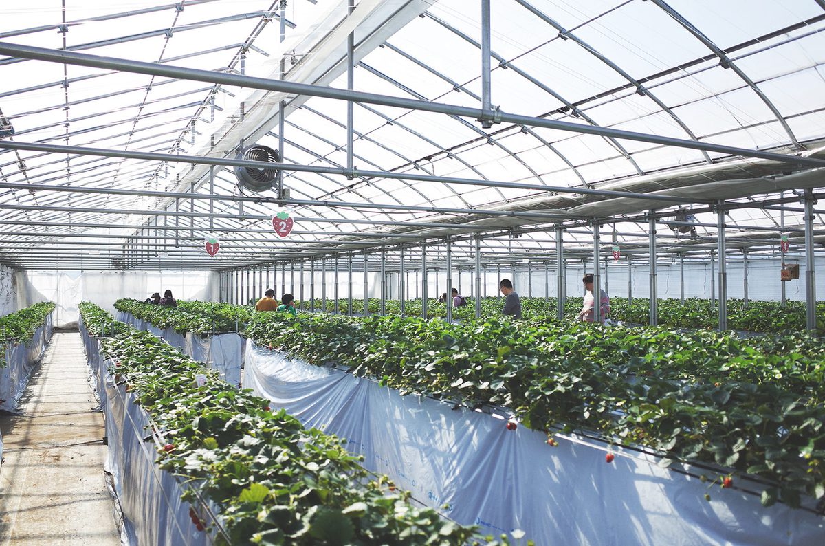 Tanakaen strawberry greenhouse