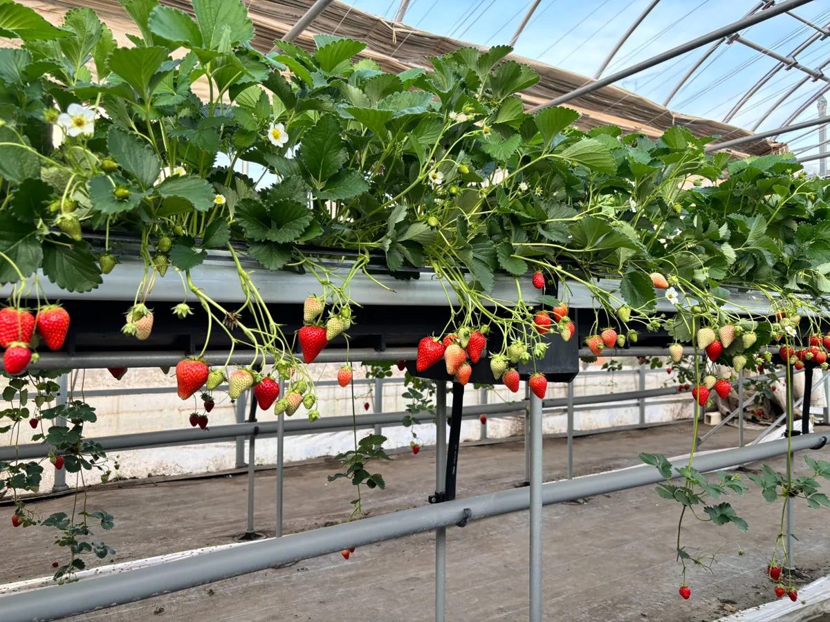 Tanakaen strawberry greenhouse