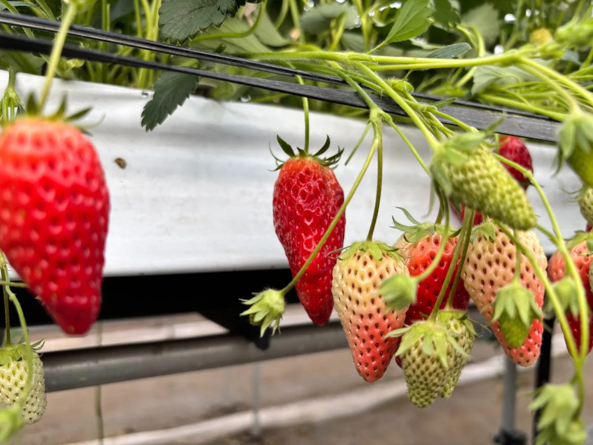 Tanakaen strawberry greenhouse
