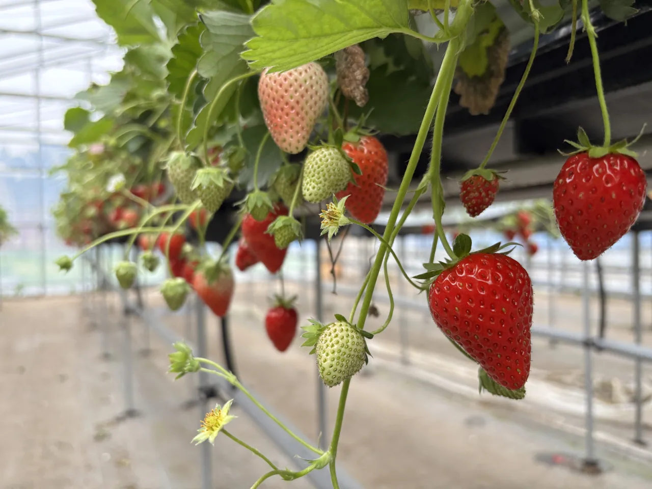 Tanakaen strawberry greenhouse