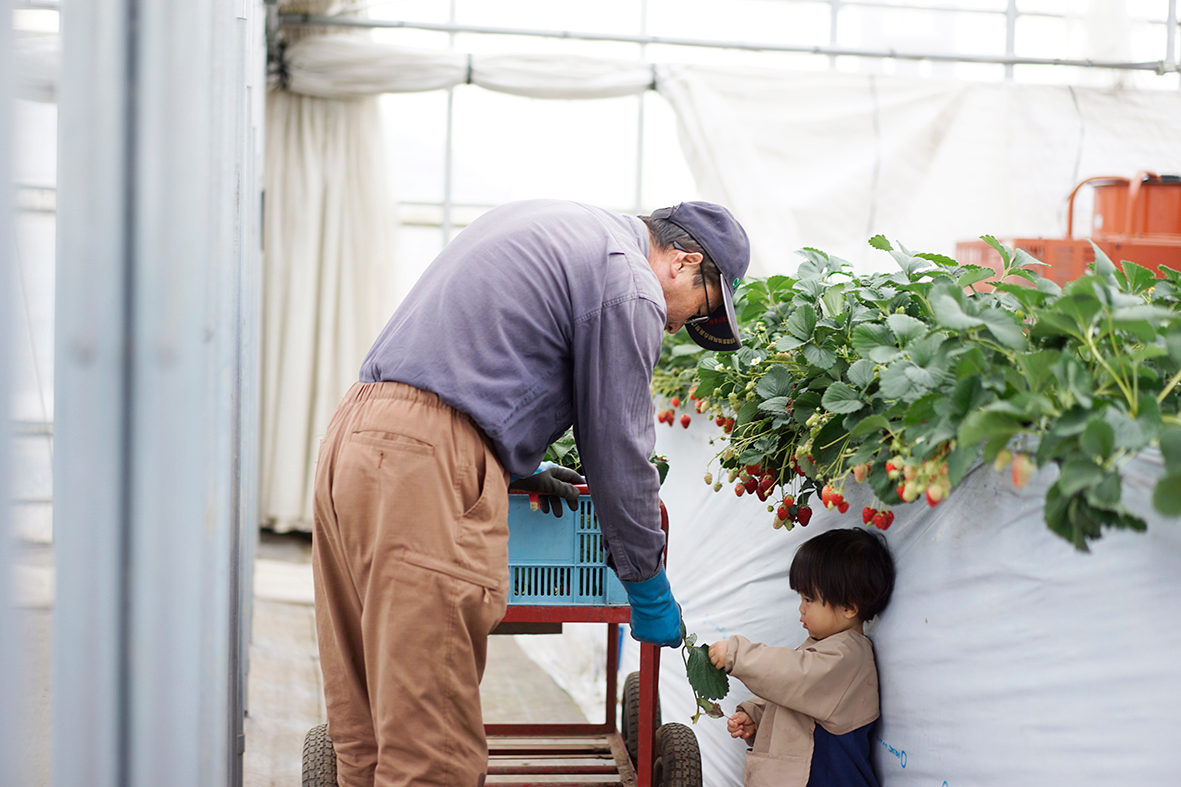 Tanakaen strawberry greenhouse