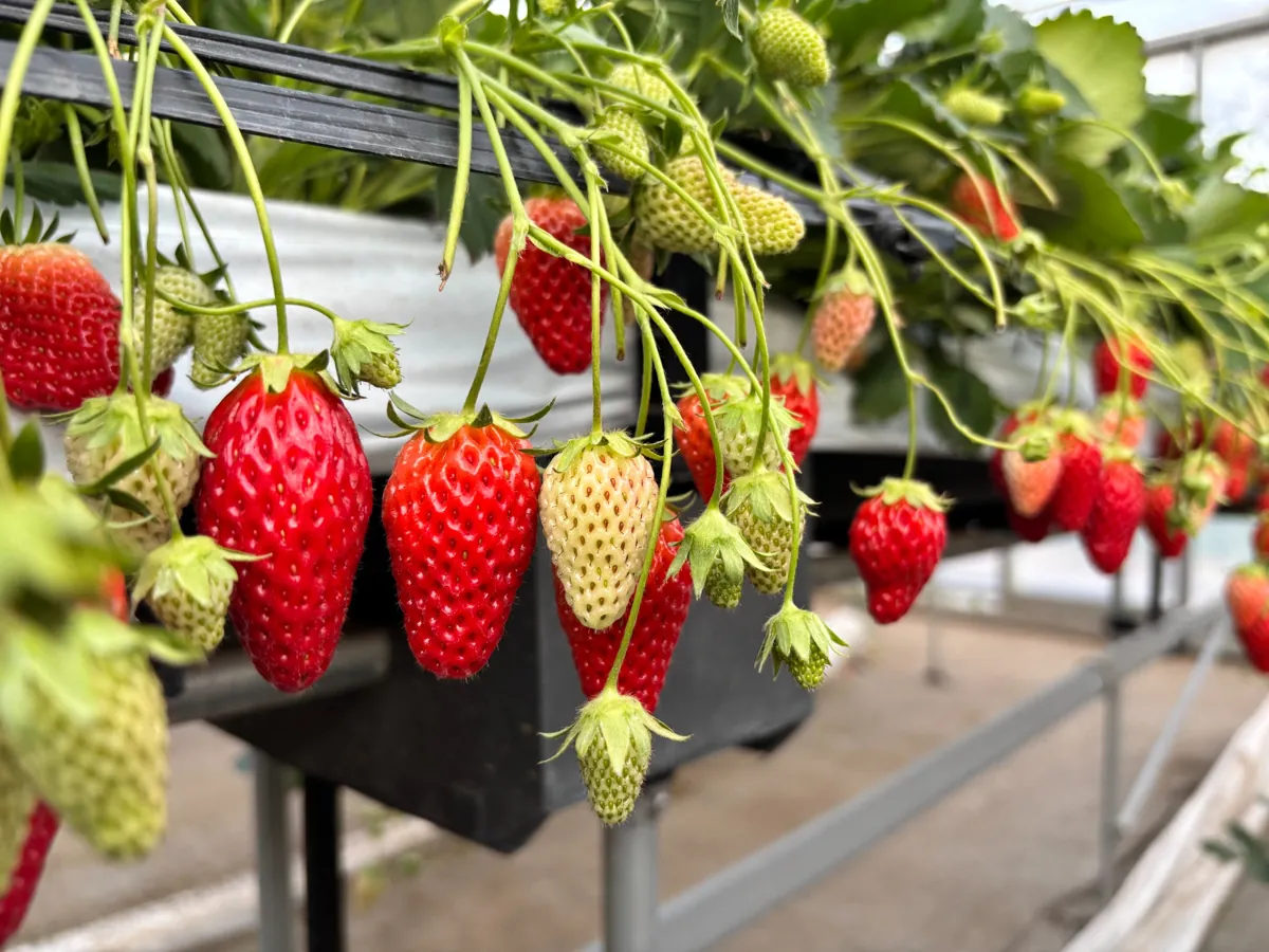 Tanakaen strawberry greenhouse