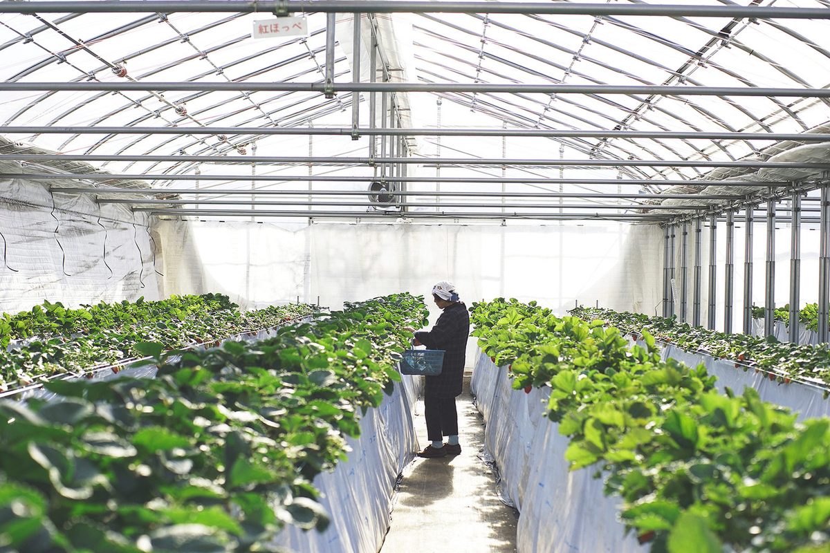 Tanakaen strawberry greenhouse